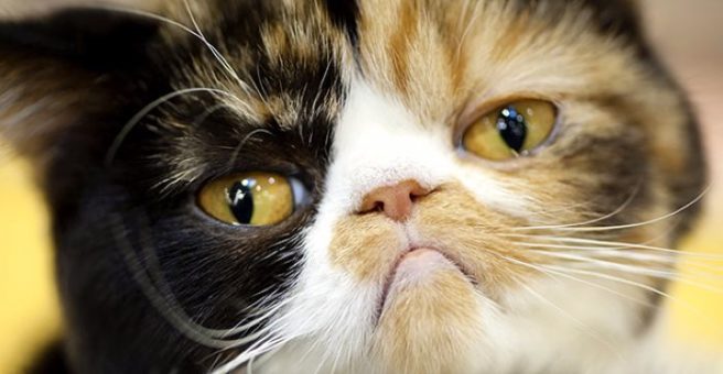 Say it ain’t so! Your cat could be the cause of you having bad PMS