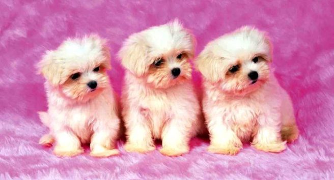 Science says puppies actually LIKE when we talk to them like babies