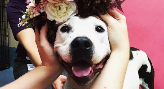 Picture perf: This photographer helps unwanted dogs find a home