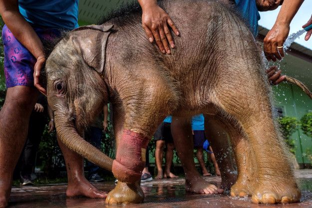 This baby elephant is undergoing water therapy for an injured foot