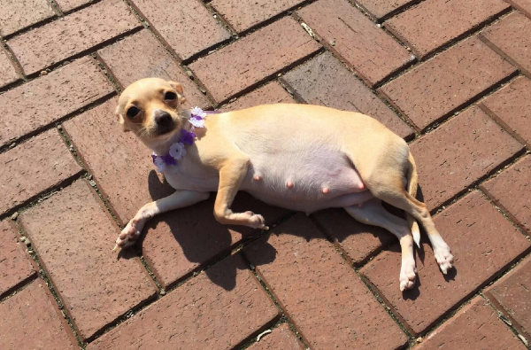 LOL! This pregnant dog recreated THAT Beyoncé photoshoot