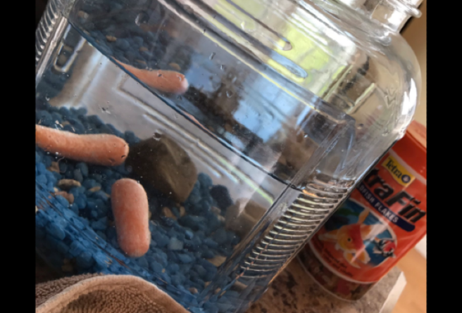 LOL! This lad replaced his little sister’s goldfish with CARROTS
