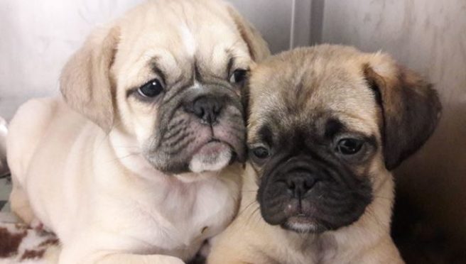 These puppies were seized in hand luggage at Dublin Port today