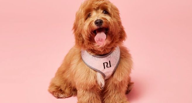 River Island’s DOGGIE range is here… and the legit cuteness of it all
