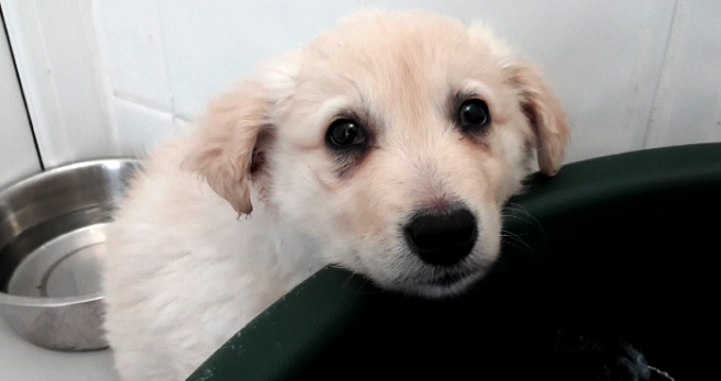 BREAKING: Dozens of puppies have been seized at Dublin Port