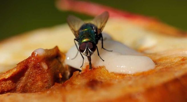 Devastated: This is what happens when a fly lands on your food
