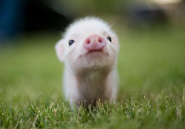 Looking at baby animal photos can actually increase your productivity
