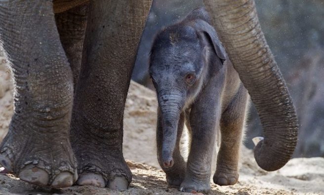 Cute! Dublin Zoo have announced the birth of new baby elephant