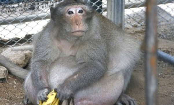 This obese monkey’s ‘snack minion’ reign has come to an official end