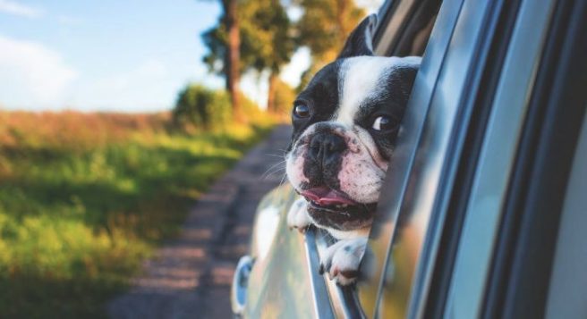 There’s TWO dog festivals coming to Ireland and our hearts are shot