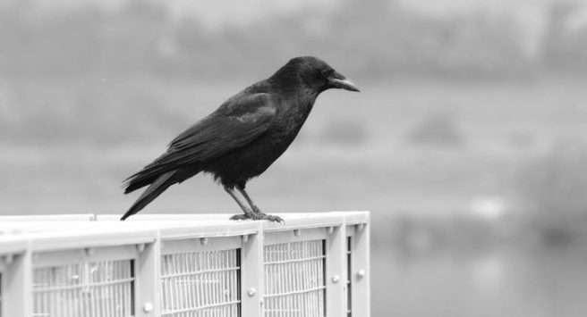 So, this is what caused the ‘crazy’ crow in Cork to act so vicious