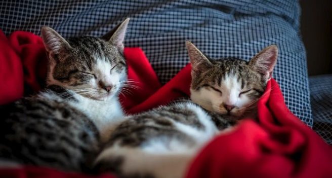 A ‘cat cuddler’ job is available in Dublin (and it sounds just purr-fect)