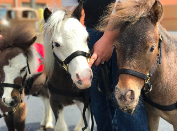 US airport uses mini therapy horses to calm down it’s nervous flyers