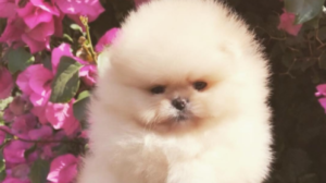 Sorry, but Kim Kardashian’s dog deserves his own Instagram page