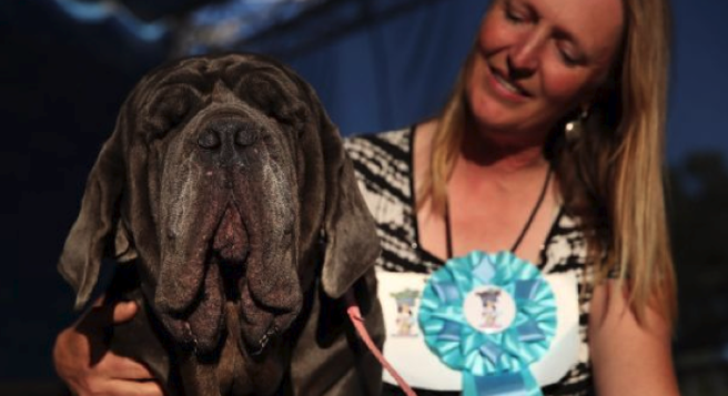 The ‘world’s ugliest dog’ is kind of cute, and we’re a bit confused