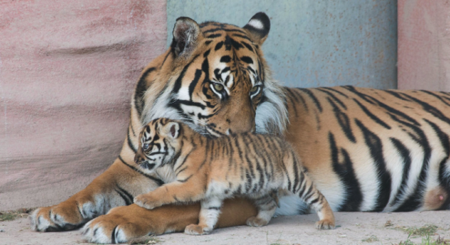 The world’s most threatened species of tiger has a new member