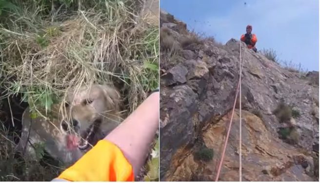 Watch: Coast Guards rescue dog trapped 15ft down a cliff in Sutton