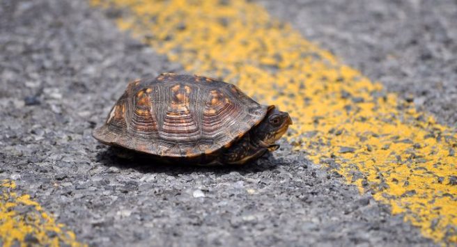 In unexpected news, JFK flights delayed because of tiny TURTLES