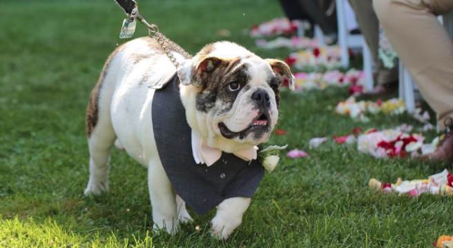 We just found *the* dream job, and it involves weddings and DOGS