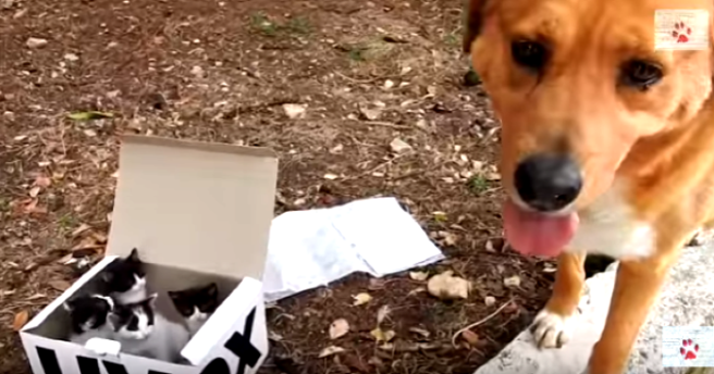 Dog discovers cardboard box with 25 abandoned kittens in it