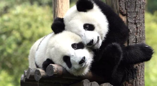 Study says pandas could be wiped out, despite what scientists think