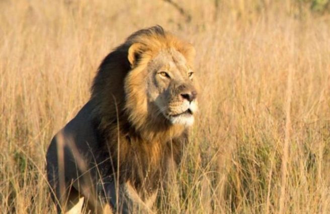 Cecil the Lion’s son has been killed by a trophy hunter in Zimbabwe