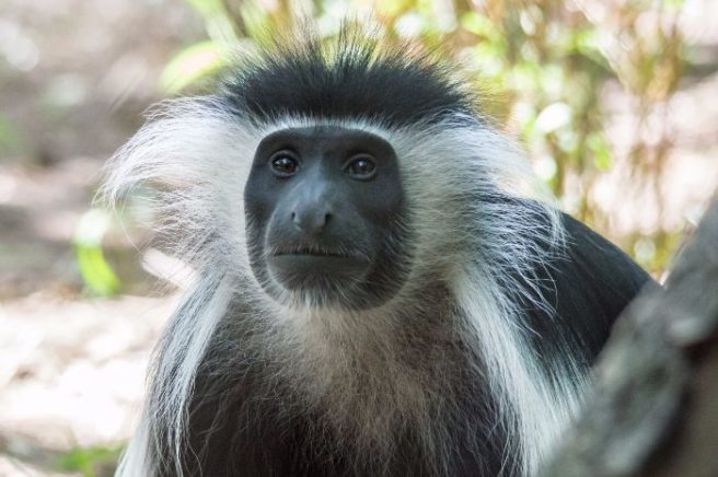 Update: Fugitive monkey returned safely to Fota Wildlife Park