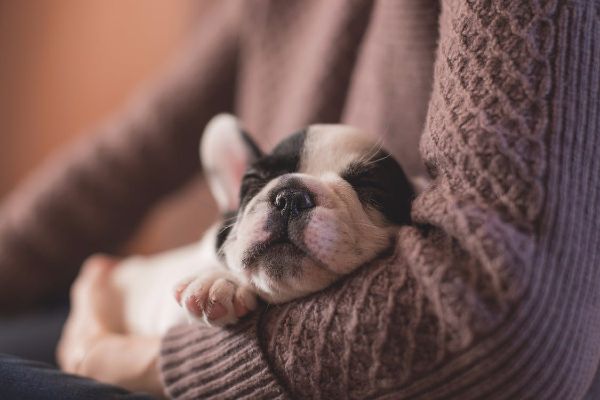Do you wish you could bring your dog to the cinema? Now you can