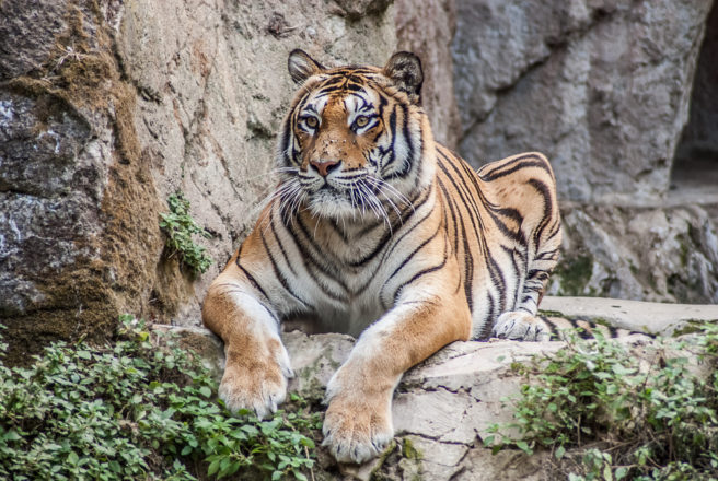 At long last! Tinder have finally put a ban on those awful tiger selfies