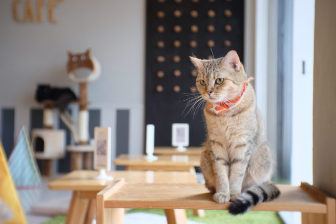 PSA There s a Cat  Lounge  coming to Dublin  and it s 