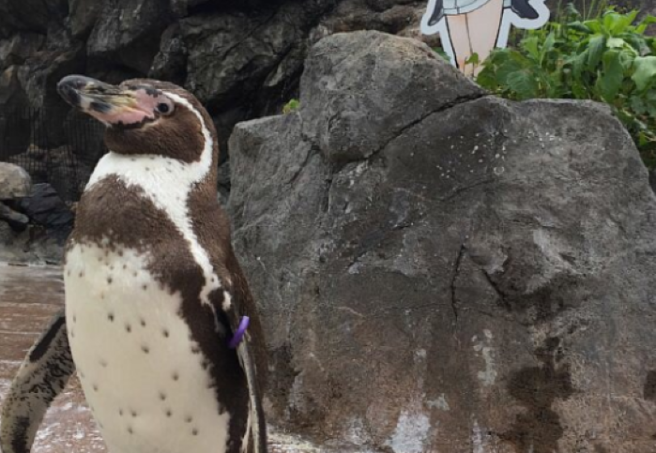 The story of this lovelorn penguin will have you in a complete heap
