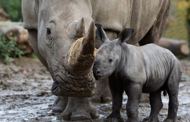 Prepare for the cuteness: Dublin Zoo welcomes a new baby rhino