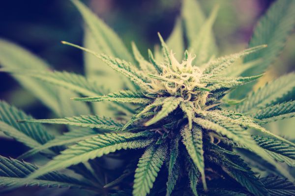€4 million worth of cannabis has been seized by Gardaí in Dublin