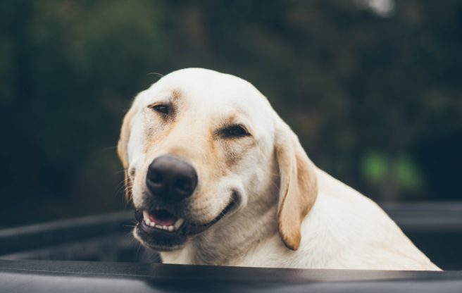 Internet rejoice – ‘Doggo’ is Merriam-Webster’s word to watch