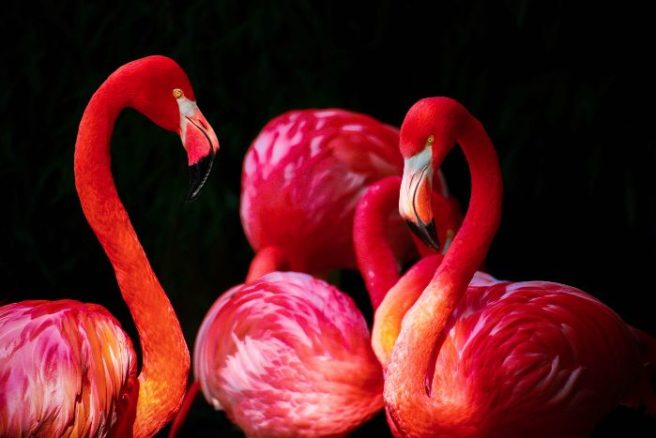 There’s a ‘Flamingo chief’ job going in the Bahamas, and we may apply