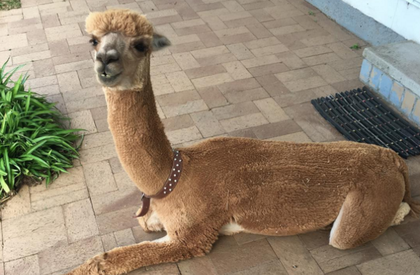 Pet goals: This is Chewy, the alpaca who thinks he’s a dog