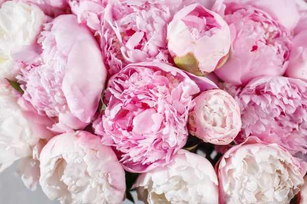 There’s a pop-up florist opening in PENNEYS on Valentine’s Day