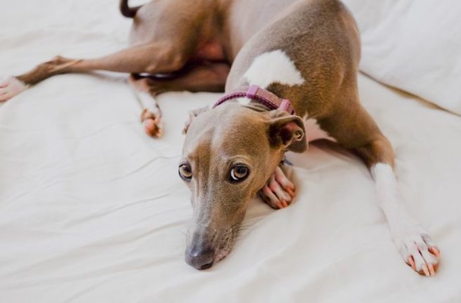 ‘They’re total couch potatoes’ Why greyhounds make fantastic pets