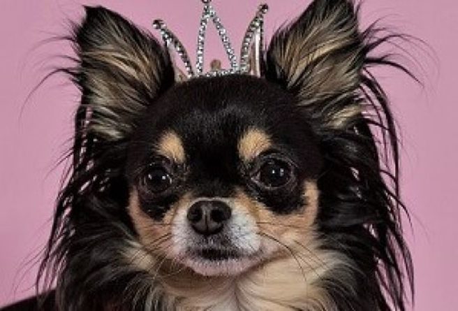 A Chihuahua cafe is in existence and we’re going there, pronto