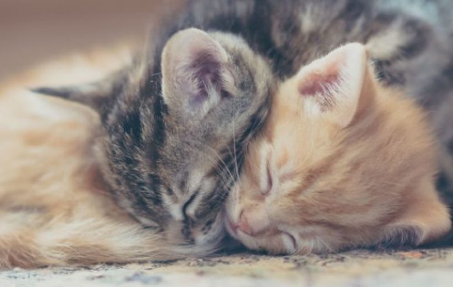 There’s an ‘Official Cat Cuddler’ job up for grabs in Dublin right now