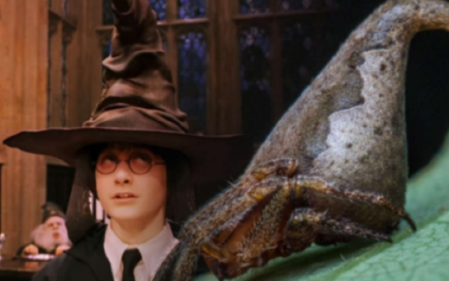 Scientists have discovered a spider that looks like the SORTING HAT