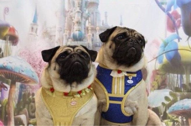 Treat your doggo to a magical Beauty and the Beast harness