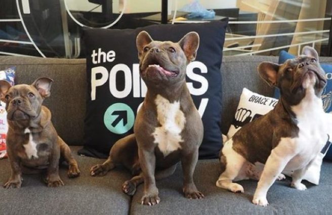 This company needs someone to Instagram dogs all summer