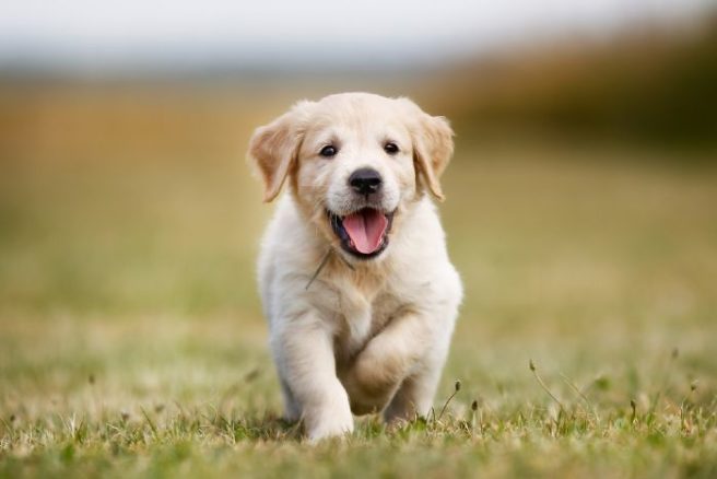 So, do you think you have the cutest puppy in Ireland?