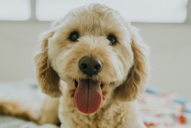 Walkies for Repeal: This pro-choice puppers event sounds like a dream