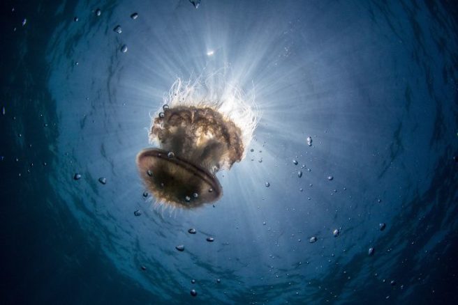 PSA: Jellyfish stings hospitalise swimmers during heatwave