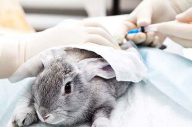 Step away from the bunny: These are the best cruelty-free products