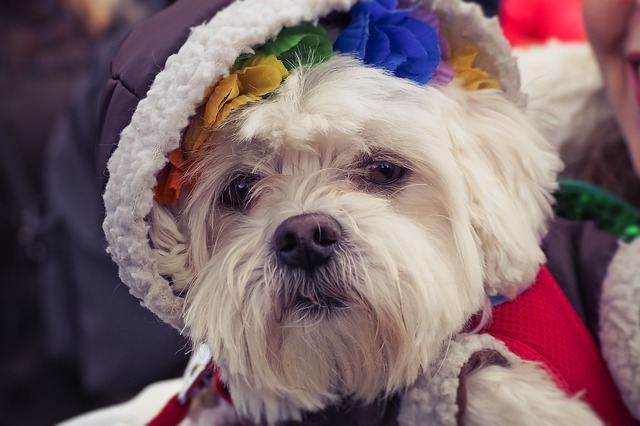 WeRateDogs has started a new Twitter trend in support of LGBTQ