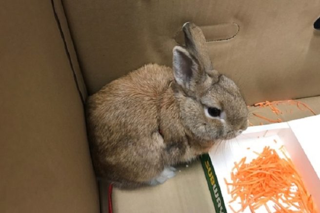 A RABBIT just shut down a whole airport and we can’t deal