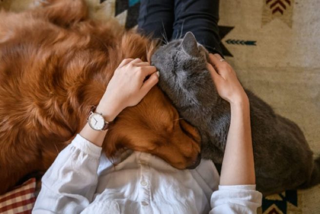 Here’s how to care for your pet during the heatwave